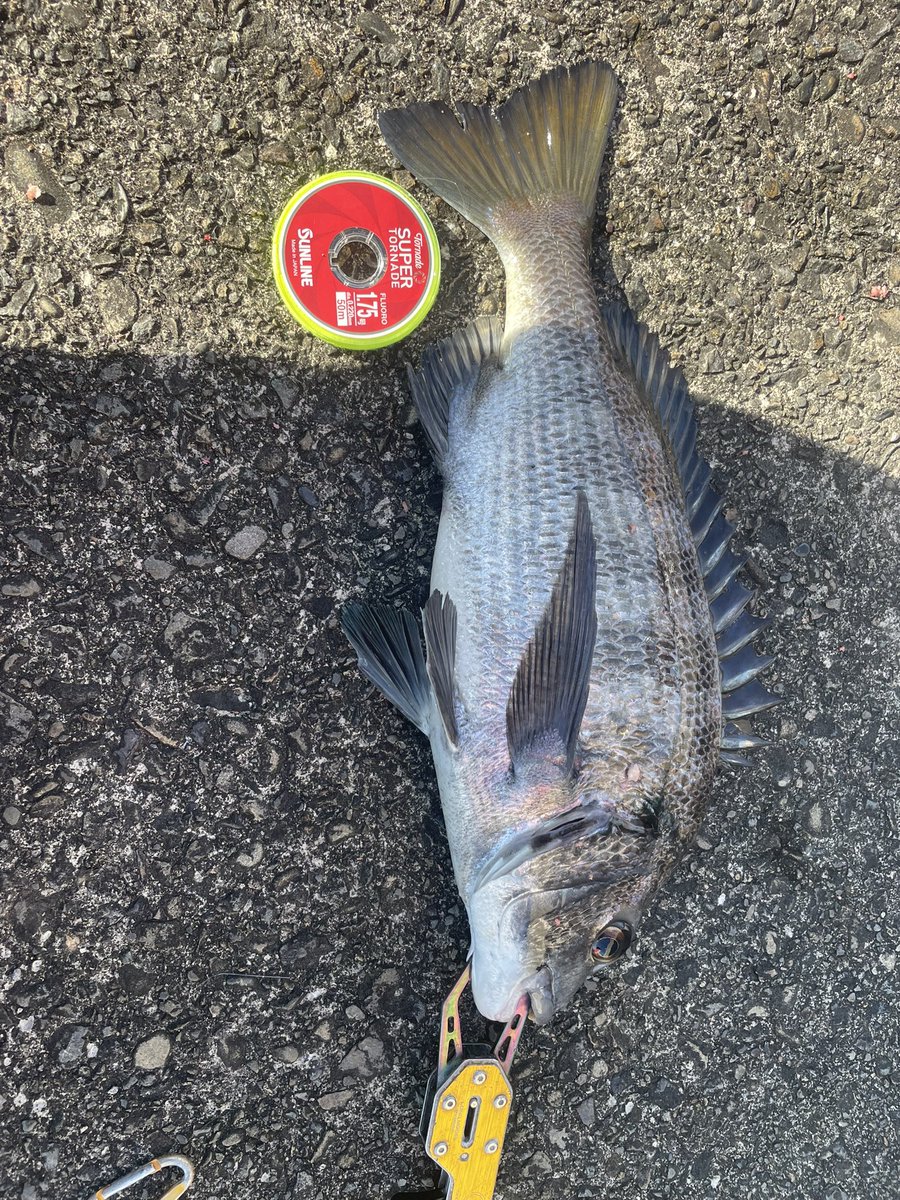 egiparapa's tweet photo. 今日はフカセで根魚祭り🎣
嬉しいやら悲しいやら😭
最後にコクエ回収時に10キロ越えのクエが追いかけてきて反転してった‼️
共食いするんかな。 https://t.co/5HmU4vpBY1