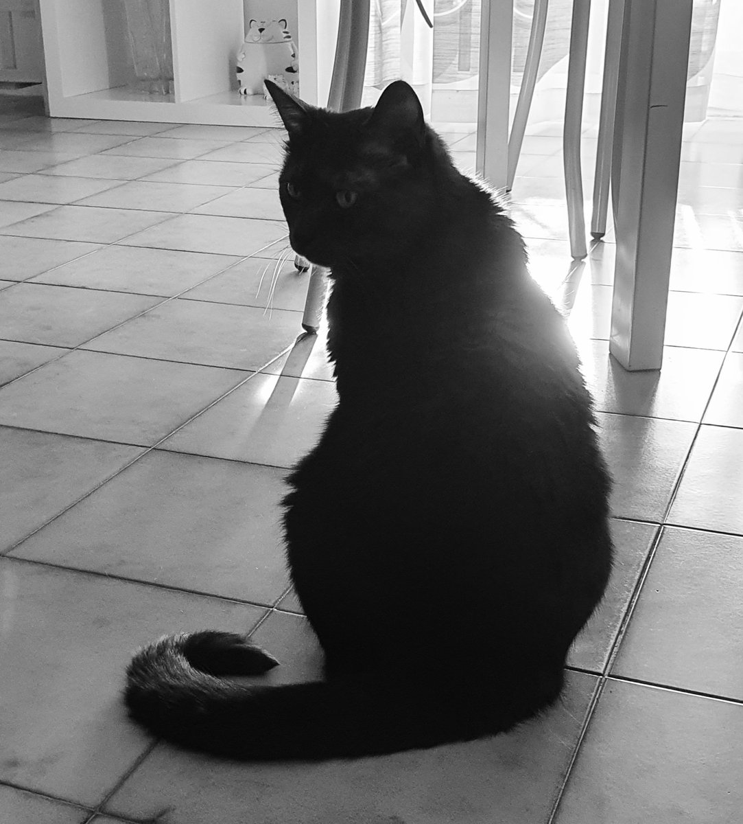 alefinoallafine's tweet photo. Dovremmo imparare dai gatti, tutto.
Lo chiamo, si gira, se non ha voglia ritorna a fare quello a cui si stava interessando.
Non si può non amarli ed invidiarli ❤️
#catlifestyle
#Arthur ❤️🐾 https://t.co/QU3WJ7LWmB
