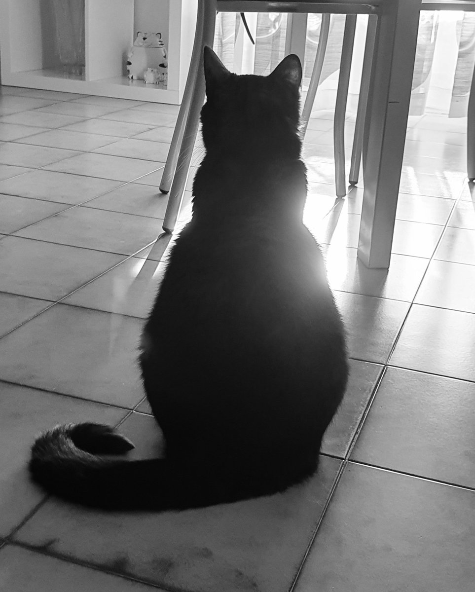 alefinoallafine's tweet photo. Dovremmo imparare dai gatti, tutto.
Lo chiamo, si gira, se non ha voglia ritorna a fare quello a cui si stava interessando.
Non si può non amarli ed invidiarli ❤️
#catlifestyle
#Arthur ❤️🐾 https://t.co/QU3WJ7LWmB