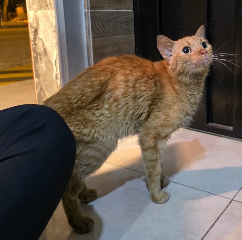 Alerta me perdi tweet media