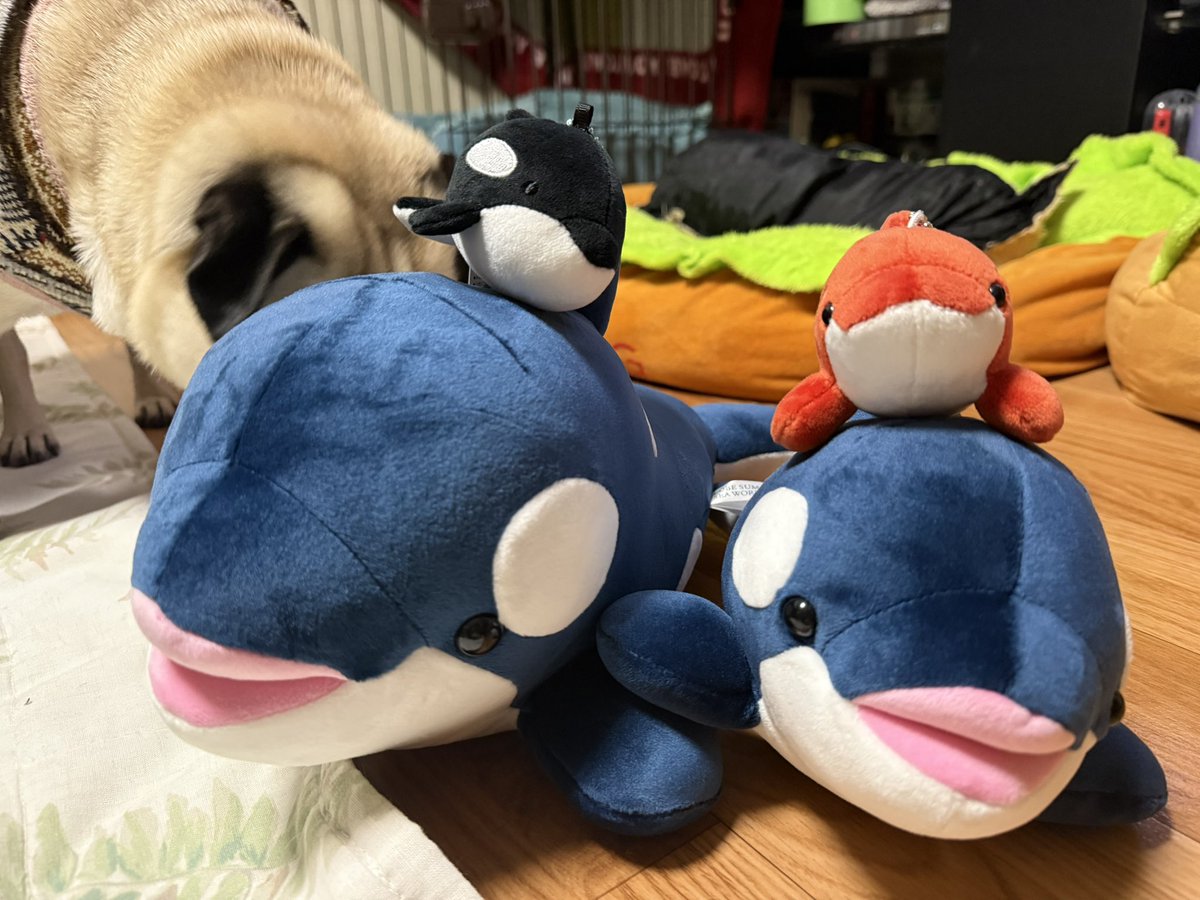zyaco_'s tweet photo. オルカいっぱい買っちゃったｶﾜｲｲ https://t.co/4phKMW0N1C