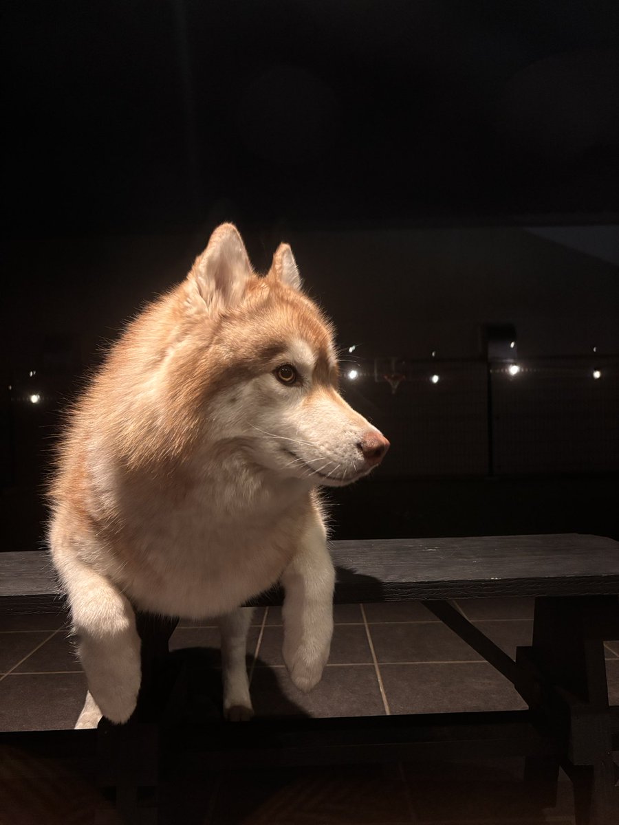 茶々丸チャチャチャ👐 (@chacha_maru1113) / Posts / X