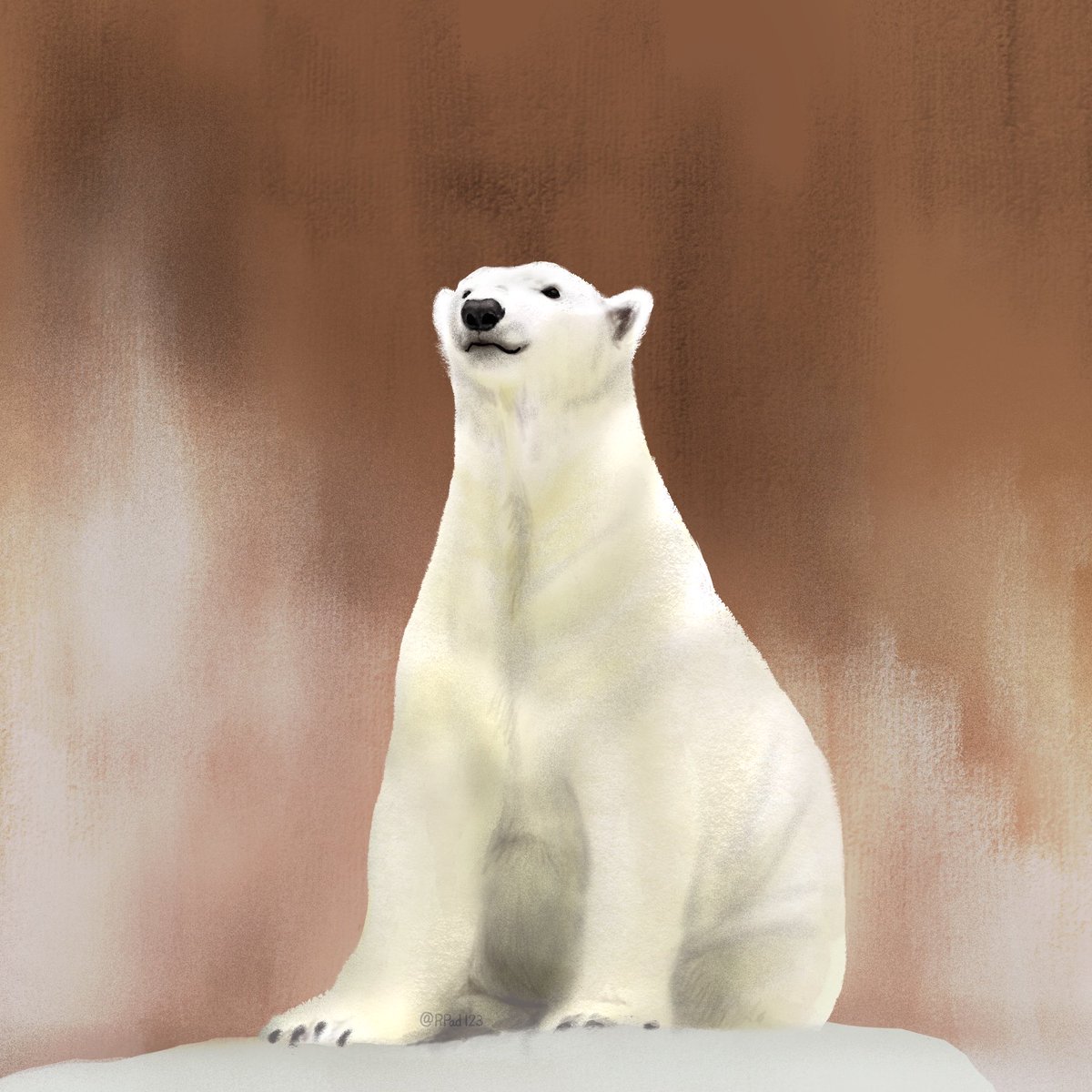 #天王寺動物園 の #ホウちゃん
あきひん<a href="/akihin0328/">あきひん</a>さんが、2025年12月5日に撮影されたお写真を参考にして描きました
許可をいただきありがとうございます

ホウちゃんに会いに行きたい
#ホッキョクグマ　#イラスト