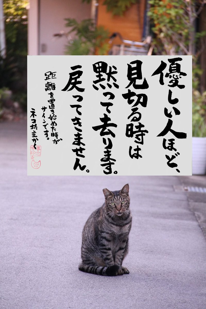 当選品(☝︎ ՞ਊ ՞)☝︎ Ninja ZX-25R【ストリート/レース用】アッパーカウルSTD用スクリーン