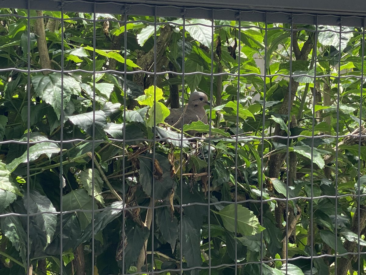 Um passarinho fez um ninho no quintal da minha mãe.