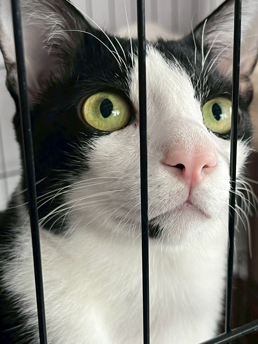 JohnJud | CUVET Animal Welfare Club tweet media