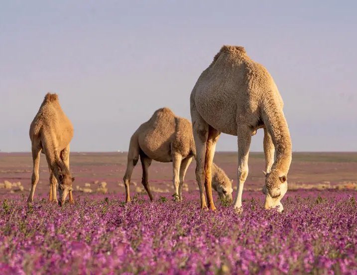 الحياة العمرية للإبل ومسمياتها:

◽️التسميات حسب العمر:
•حوار: عند الولادة
•مفرود: سنة واحدة
•لقي: سنتان
•حق: ثلاث سنوات
•جذع: أربع سنوات
•ثني: خمس سنوات
•رباع: ست سنوات
•سديس: سبع سنوات

◽️التسميات حسب الجنس:
•الذكر: قعود
•الأنثى: بكرة

•الناقة المسنة: فاطر
•الجمل