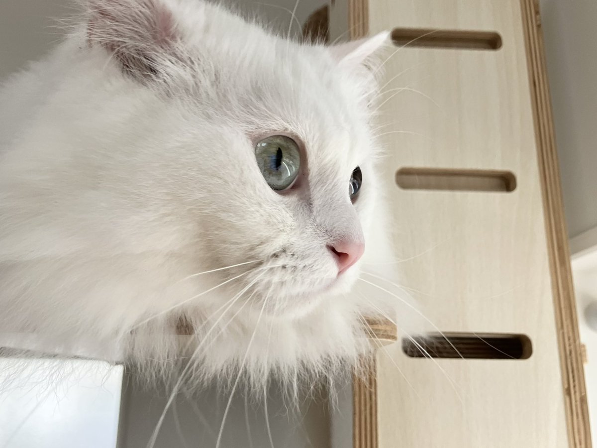 新居でもにゃるそっくは欠かさない白猫ちゃん🐱👓 #白猫 #マンチカン