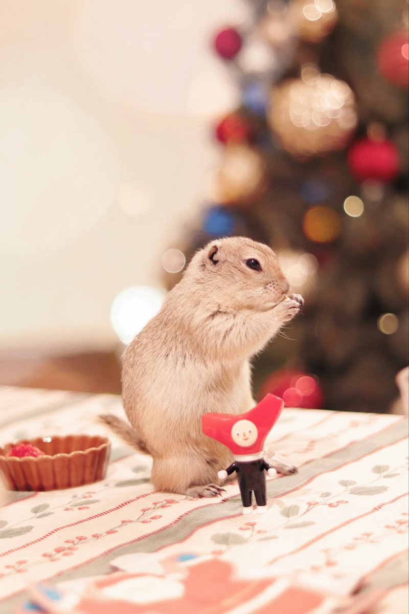 しももく (@shimomoku) / Posts / X