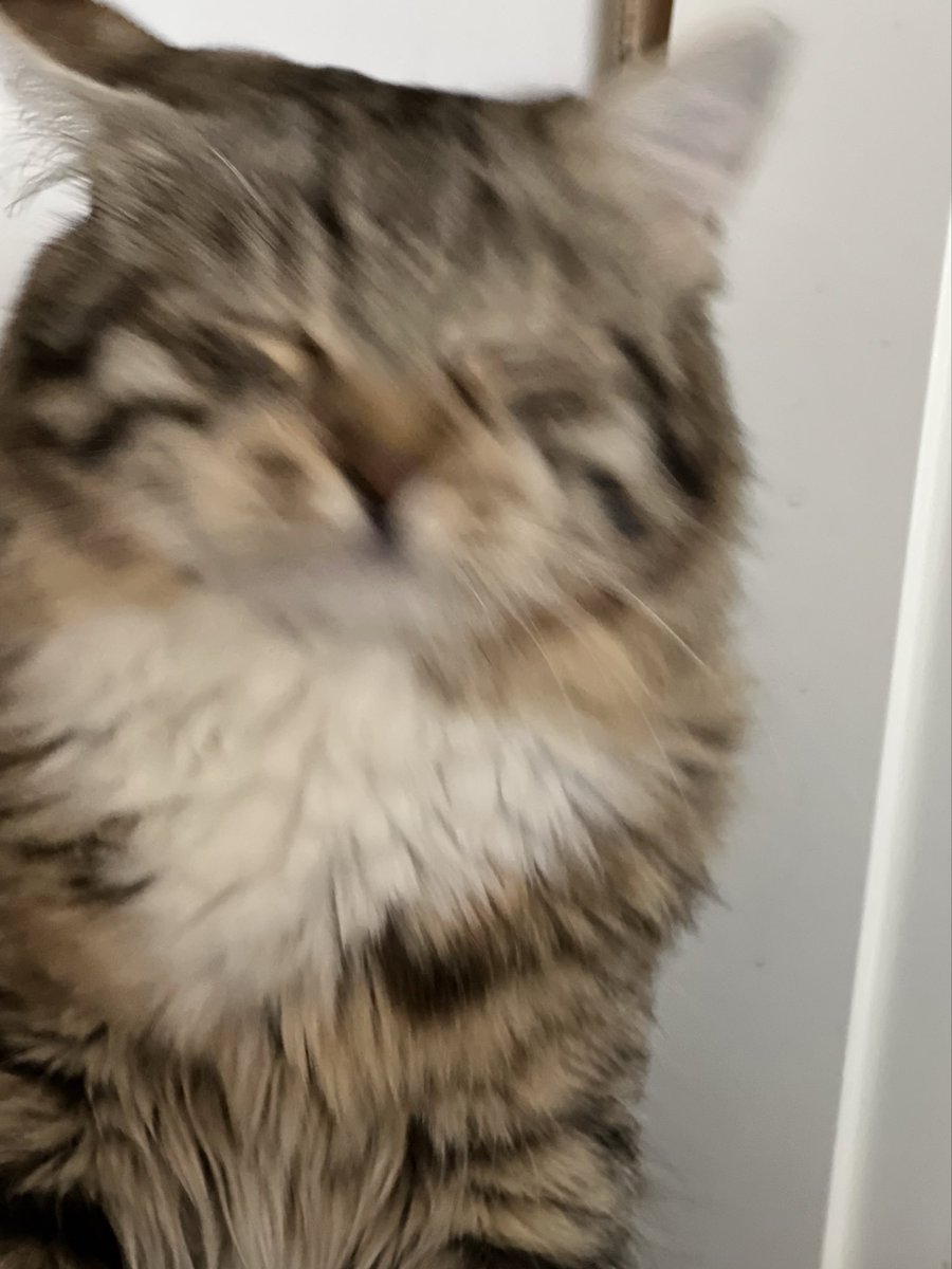 04_'s tweet image. коты и мемы