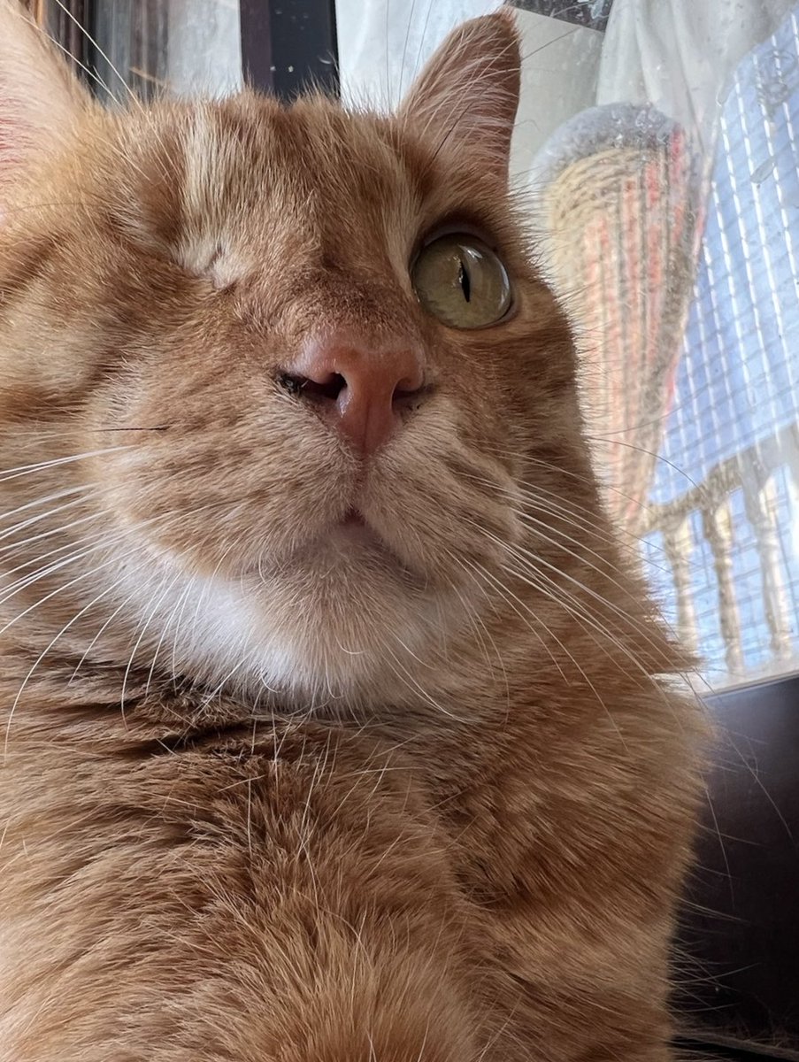 04_'s tweet image. коты и мемы