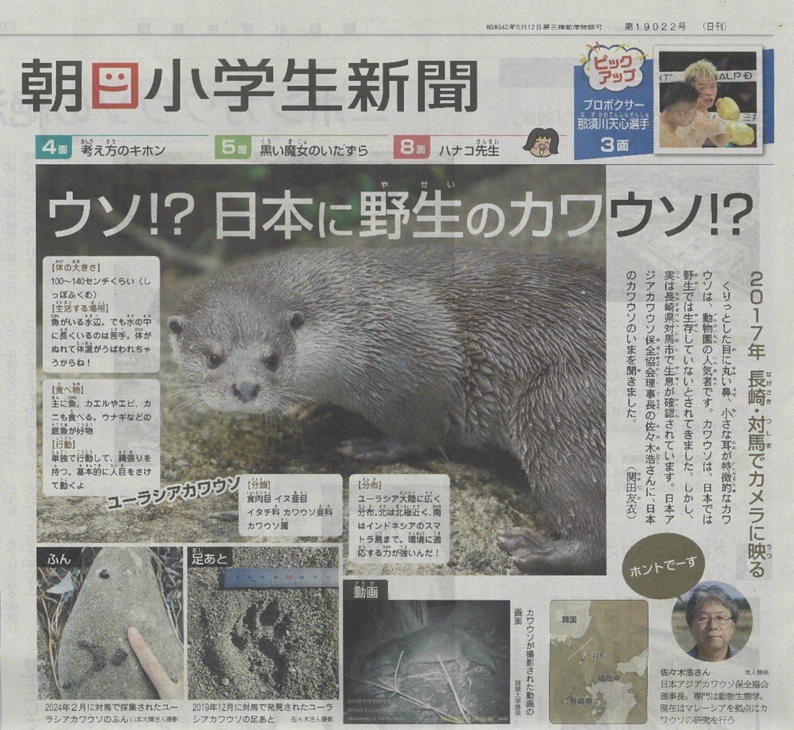 日本アジアカワウソ保全協会 tweet media