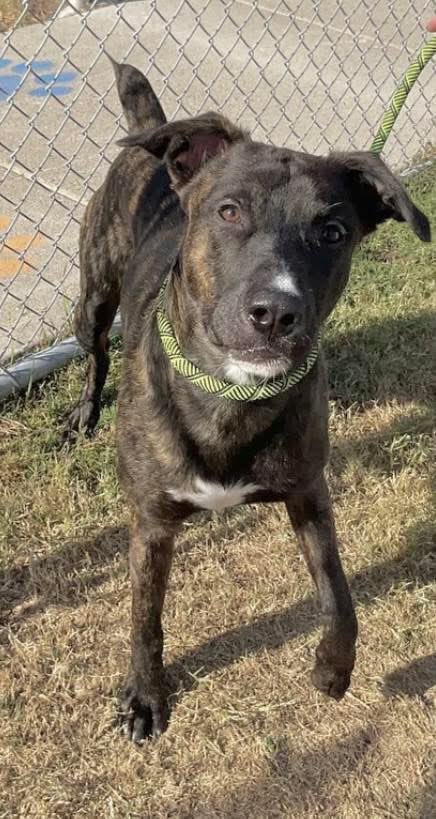 LisaBrabson's tweet image. ROSCO #A384823 3yo
RUNNING OUT OF TIME⌛️⌛️ 
Beautiful boy that desperately wants a 🏡 &amp;amp; someone to love him forever
He is so good natured,easy going,well mannered 
He will b a FABULOUS companion if u give him a chance!
Plz #Adopt #Foster or #Pledge for rescue ⛑️ #CORPUSCHRISTI