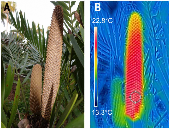 I'm embarrassed to admit that I did not know, until now, that plants can generate heat. They do this to attract pollinators, which see heat in the form of infrared light.

“Thermogenic plants can achieve cellular respiration rates comparable to that of a ‘hummingbird in flight’,"