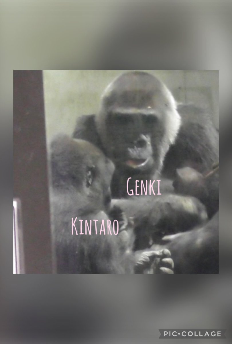 ごりら ごりらbibouroku (@bibouro03256910) / Posts / X