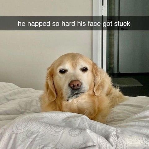 Puppieslover's tweet photo. https://t.co/DImSOgpeHm