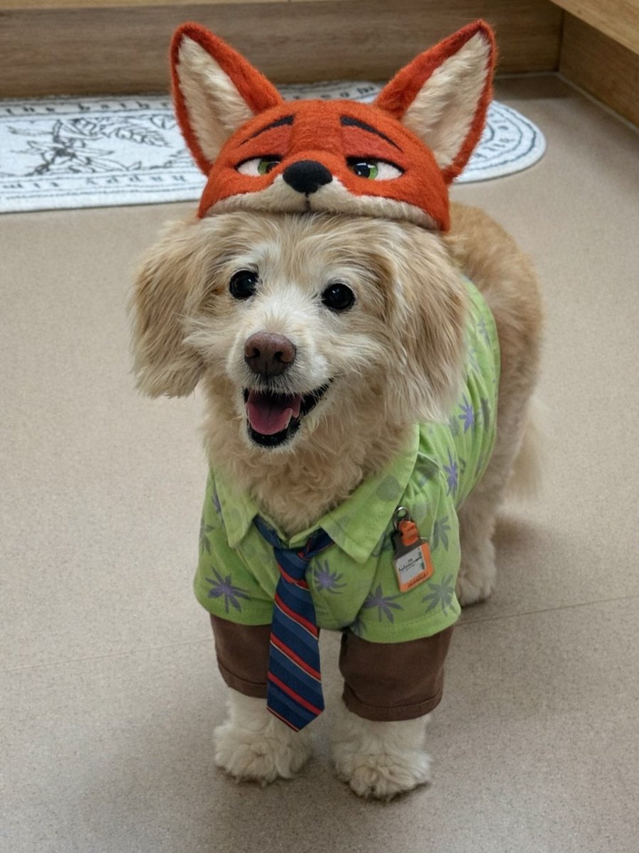 dogssaveworld's tweet image. 