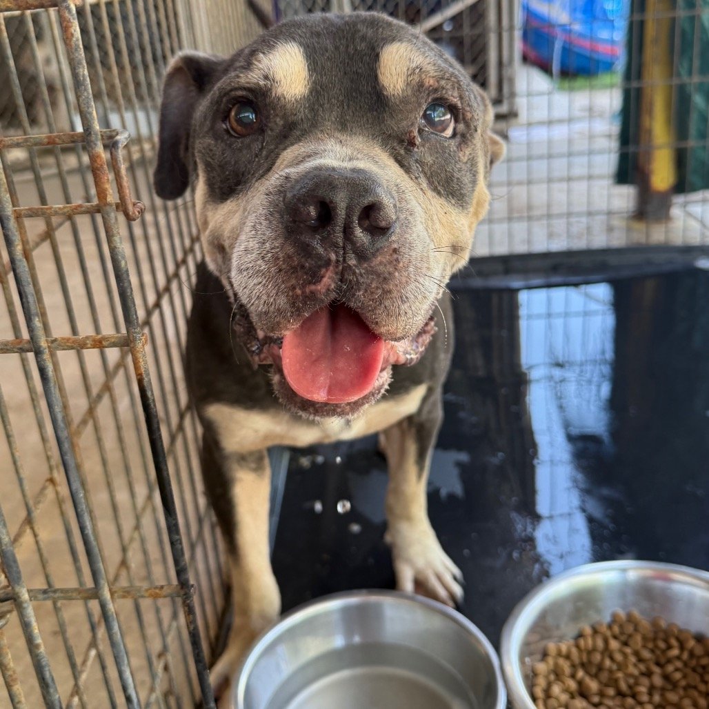 team_greenacres's tweet photo. 🚨 📢 #seniordogalert LOCATED #PVAS #EDINBURG #TEXAS - ADOPT OR FOSTER / RESCUE 📢🚨
‼️Stanley, 9.5 years old, 56 pounds. #staffordshirebullterrier #A231329 ‼️
Has put on some weight since arrival at shelter (arrived very skinny)
Good write up from Shelter👇
https://t.co/KJNuaEoYdc
Contact👇
📧 rescue@pvastx.org
He will need #pledges Please tag rescues & advocates that might be able to help Sandra get him out. TY 💚🙏💚
#teamgreenacres #rescue #k9hour #rehomehour #Christmas #America #usa #usasheltershare #shelterdog #shelterdogs #dogsoftwitter #dogsofX #dogsofinstagram #teamzay #sheltercat #sheltercats #CatsOfTwitter #CatsOfX #catsofinstagram