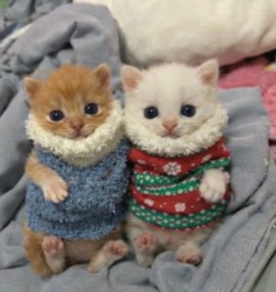 ThePetsX's tweet image. 