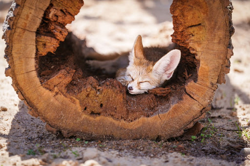 EndangeredWolfCenter tweet media