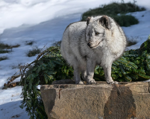 EndangeredWolfCenter tweet media