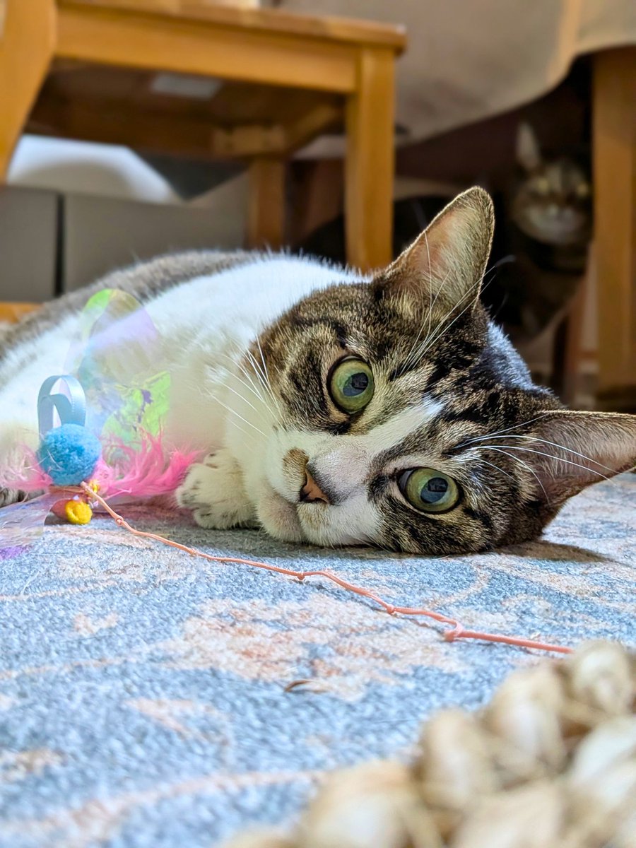 猫ちゃん