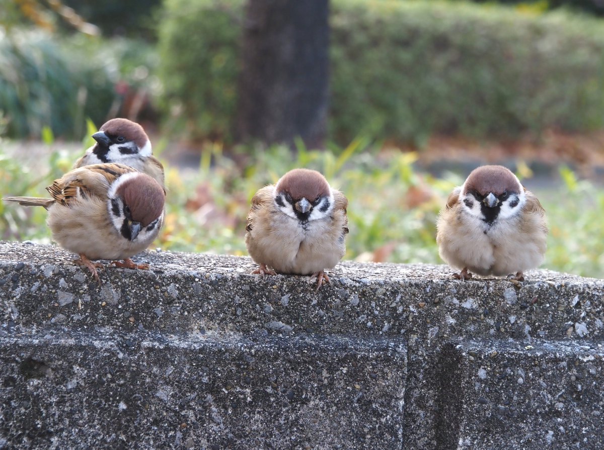 ちゅんちゅん ちゅんちゅん (@chunchu0803) / Posts and Replies / X