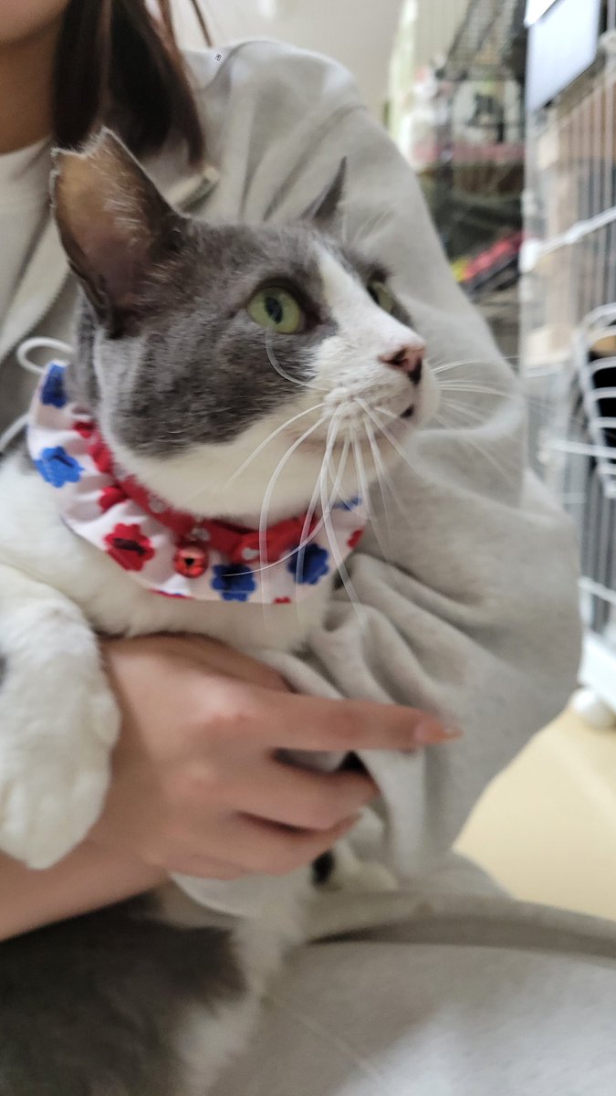 譲渡会の合間に首輪を作りました✨
たくさんできたので嬉しいです😄
#石川県  #猫  #保護猫 
#こねこサポーター