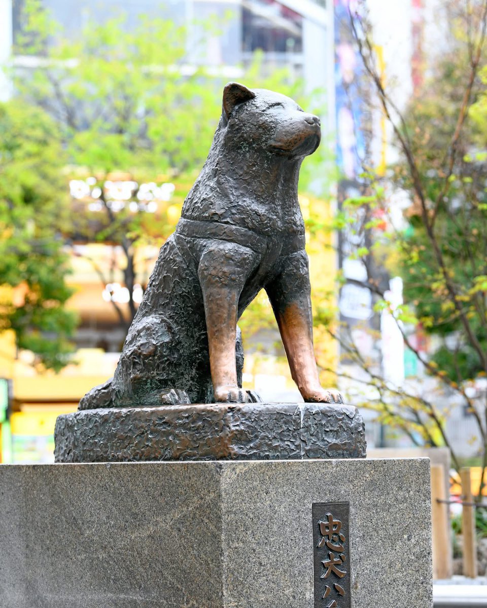 The true story of Hachiko is one of unwavering devotion

A loyal Akita Inu waited nearly ten years at Shibuya Station for his deceased master, becoming a global symbol of loyalty

In the same way, the X community’s steadfast support through change shows how true loyalty can build