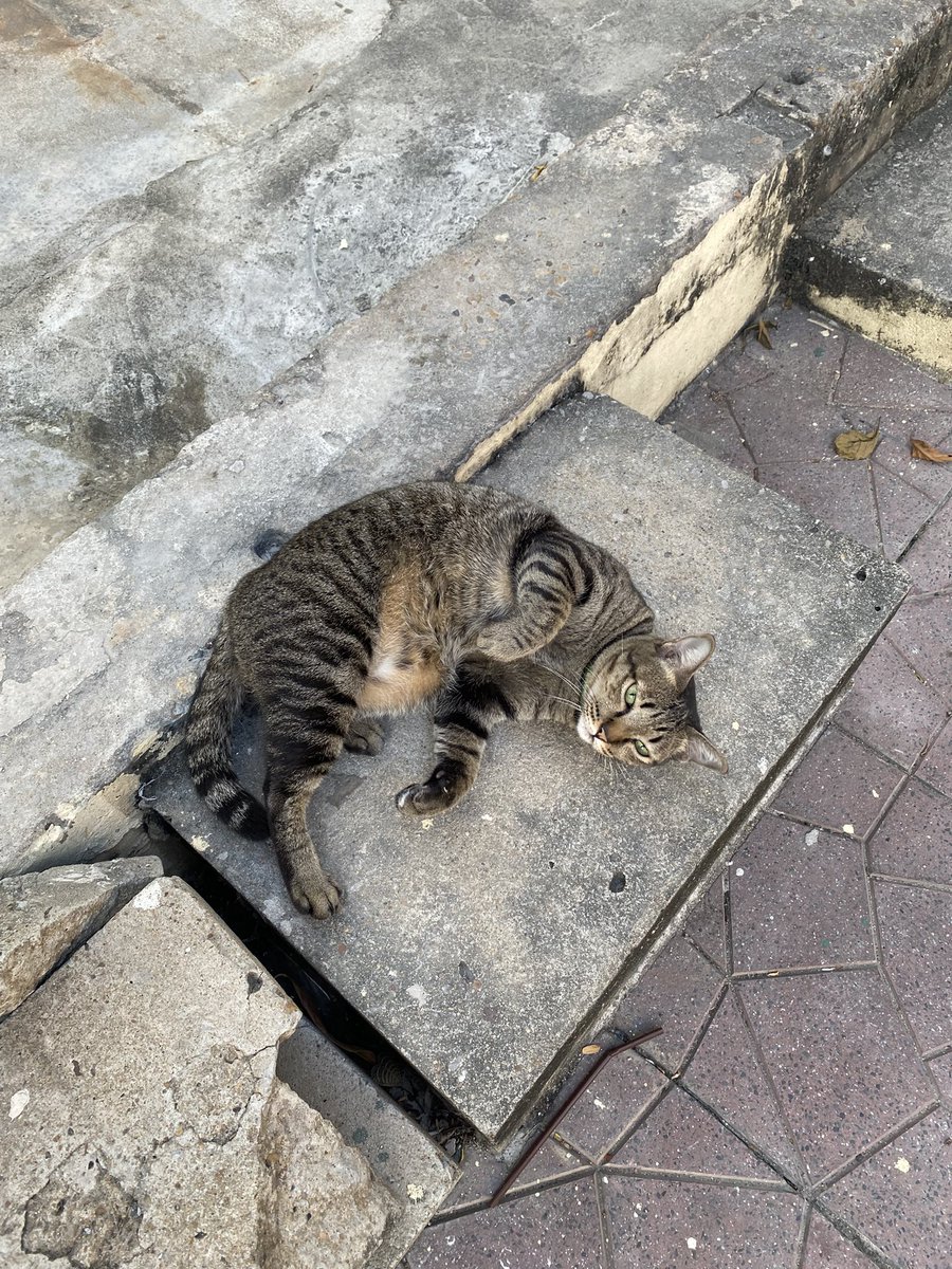 ตื่นเช้าไปเดินเล่นแถวพระนครแล้วสุดจะเอนจอย ได้เห็นวิถีชีวิตที่ไม่ค่อยได้เห็น ร้านรวงที่เปิดตอนเช้า แดดอ่อนๆ ของสวนสาธารณะ พอตกสายแดดร้อนเดินไม่ไหวก็เช่า bike sharing ปั่นกลับ สนุกกกก