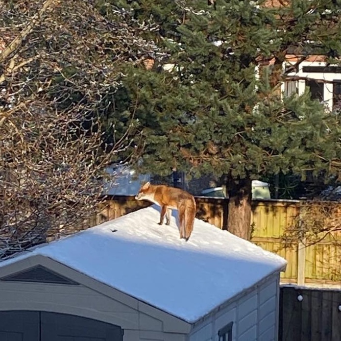 On the seventh day of Foxmas , another fox up high: a snowy shed roof must be a comfy spot to lie . . .

Thank you Alan Seaton #FoxOfTheDay