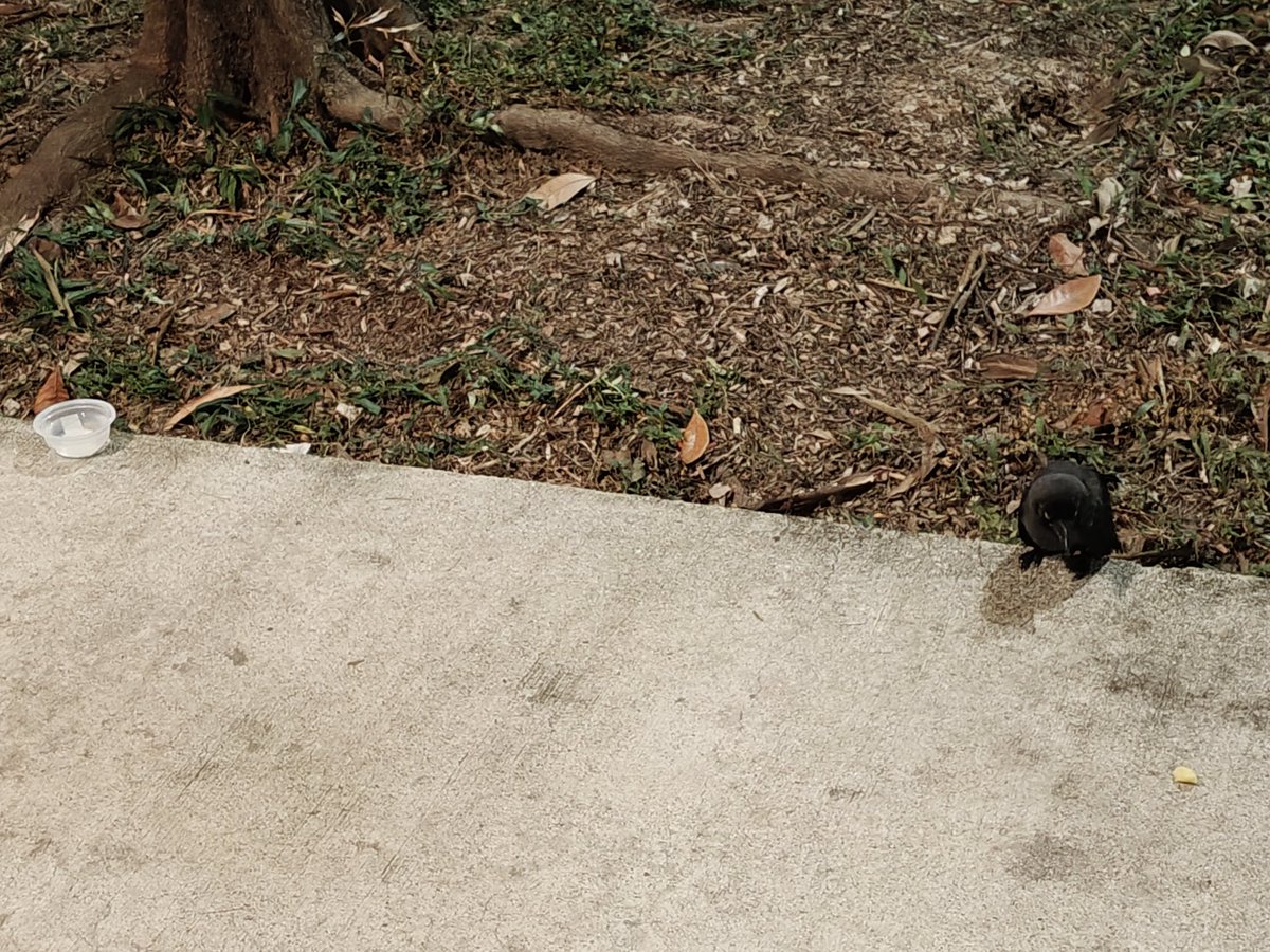 final222's tweet image. I found a baby crow (so tempted to call it Mephisto) sleeping outside
I gave him water and decided to let it's parents find it tomorrow

If anyone asks why don't I bring it back, it's wild and I can't take care of it as I already have 5 birds to take care of 😅