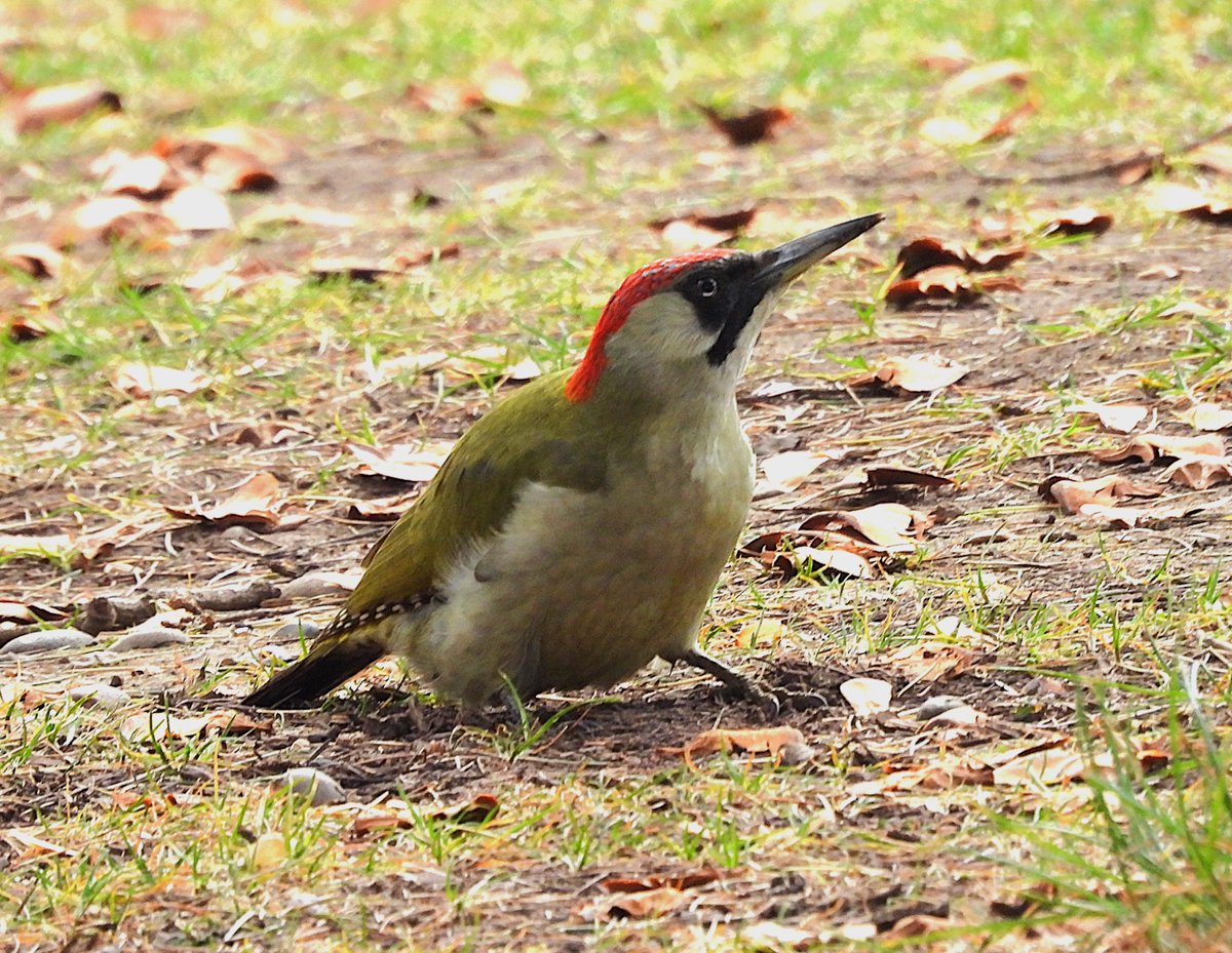 Tim Ballard tweet media