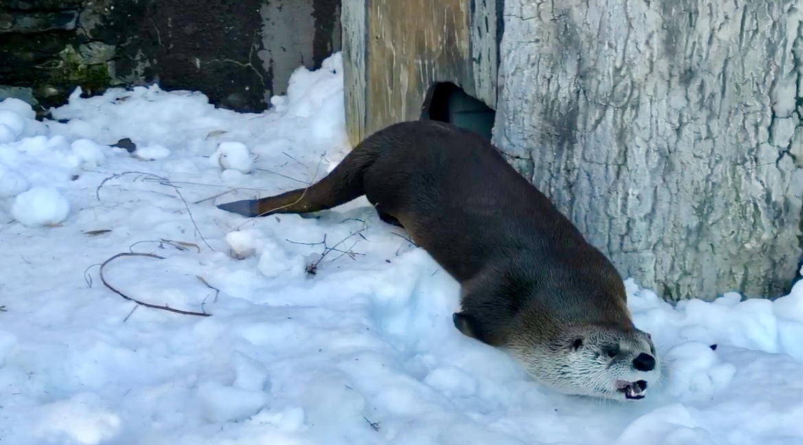 There’s snow place like home! ❄️☃️ 

So stay home today because the Aquarium is closed Saturday, December 27th due to the weather. We’ll see you tomorrow! 🦦