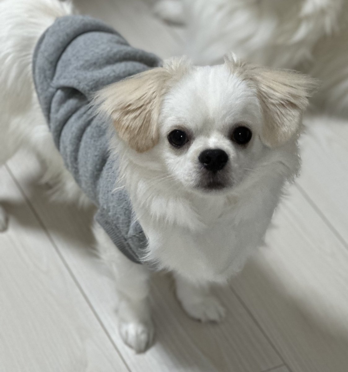 つな🐶 今月も成長記録 #つなの日 がきました😆 #つな丸くん #8ヶ月