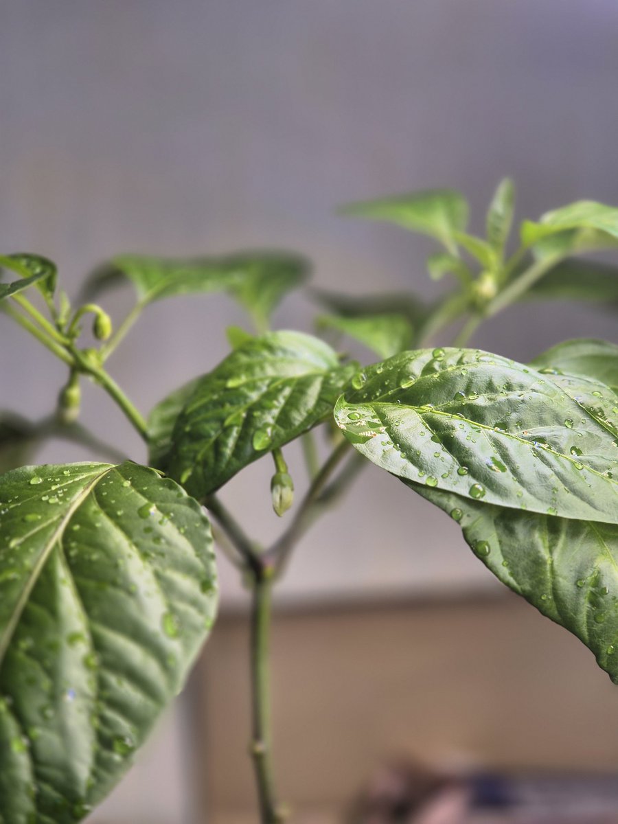 rolling_twt's tweet photo. 한겨울에 고추키우기

#고추
#pepper 
#sugarrushpeach
#hotpepper
#Druid #gardening https://t.co/VpmCydW7f3