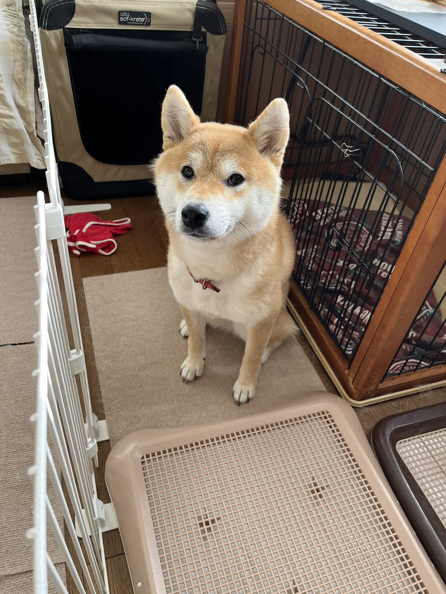 柴犬こめ1歳 (@shibainukome) / Highlights / X