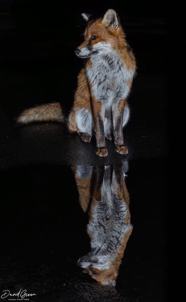 Chris Packham tweet media