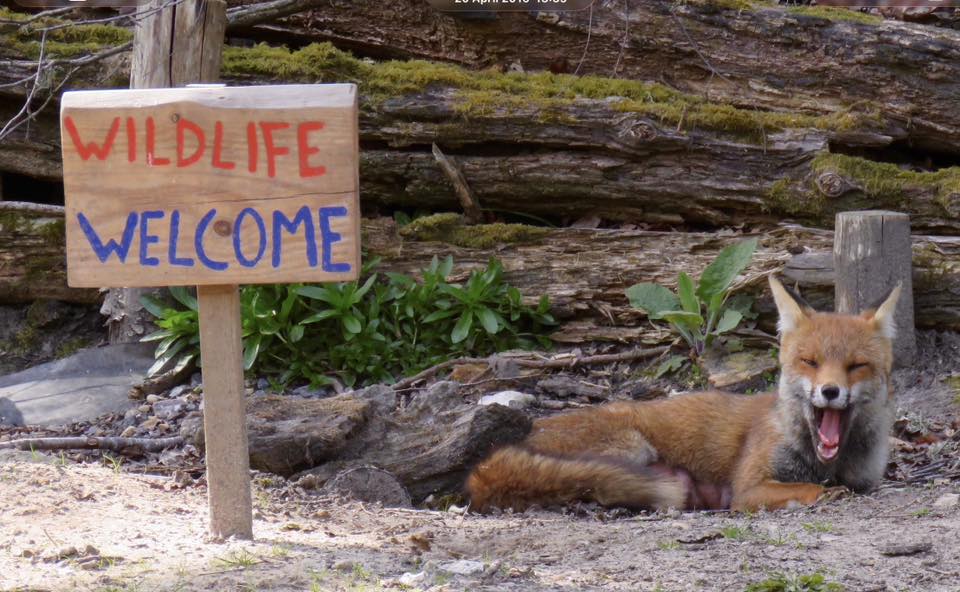 ChrisGPackham's tweet image. On the eleventh day of Foxmas , Jan Platt shared with me: some accurately branded signage by the RSPB !

Thank you Jan Platt #FoxOfTheDay