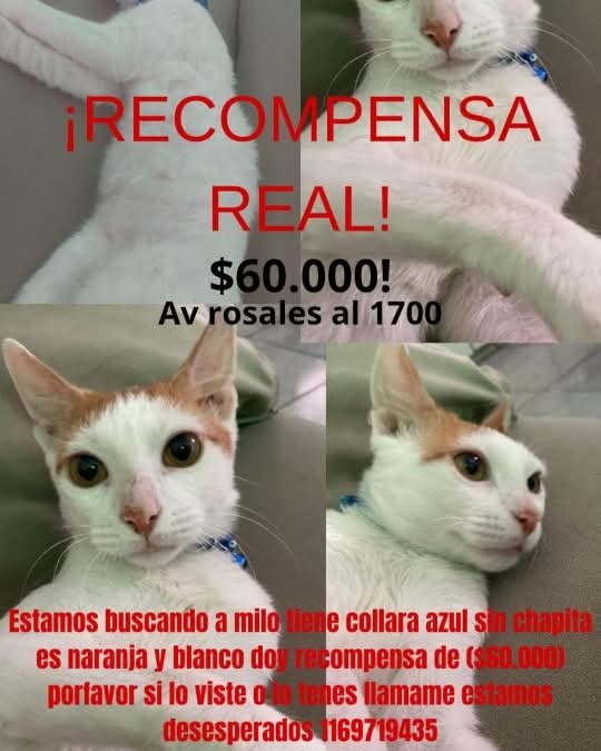 #Perdiamigato 📢📢📢
RT RT RT 
GATITO PERDIDO EN EL PALOMAR!
CONTACTO EN LA FOTO 
#gatitosperdidos