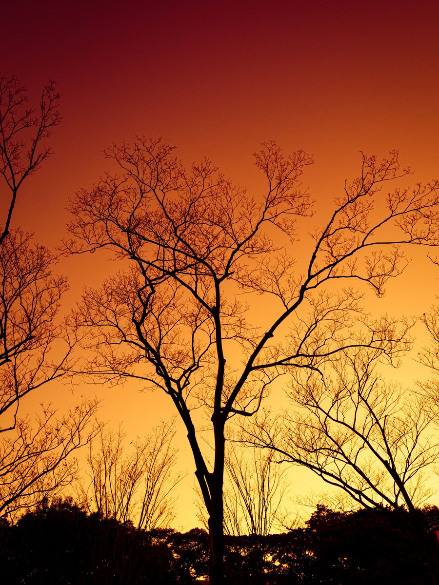 枝シルエット

#写真好きな人と繋がりたい
#カメラ好きな人と繋がりたい