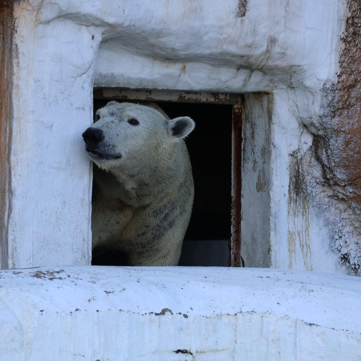 ホウちゃんに会いに天王寺動物園へ🐻‍❄️2025/12/27(土)
初めまして💕ホウちゃん🐻‍❄️✨
華麗なジャンプ🤩おもちゃで遊ぶ可愛いホウちゃん🐻‍❄️フィーダーの中のおやつの取り出し方も賢い✨ますます虜になりました🫶
#天王寺動物園 
#ホッキョクグマ 
#ホウちゃん 
#ホウ族 の皆さんにもお会いできてしあわせ～