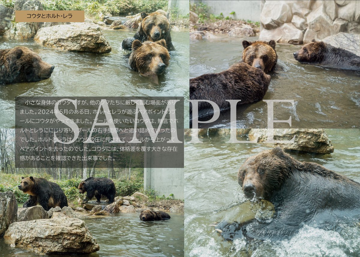 くまページ くまこ クマページ EXO - * くま * LAZER ZX – EXOdesign