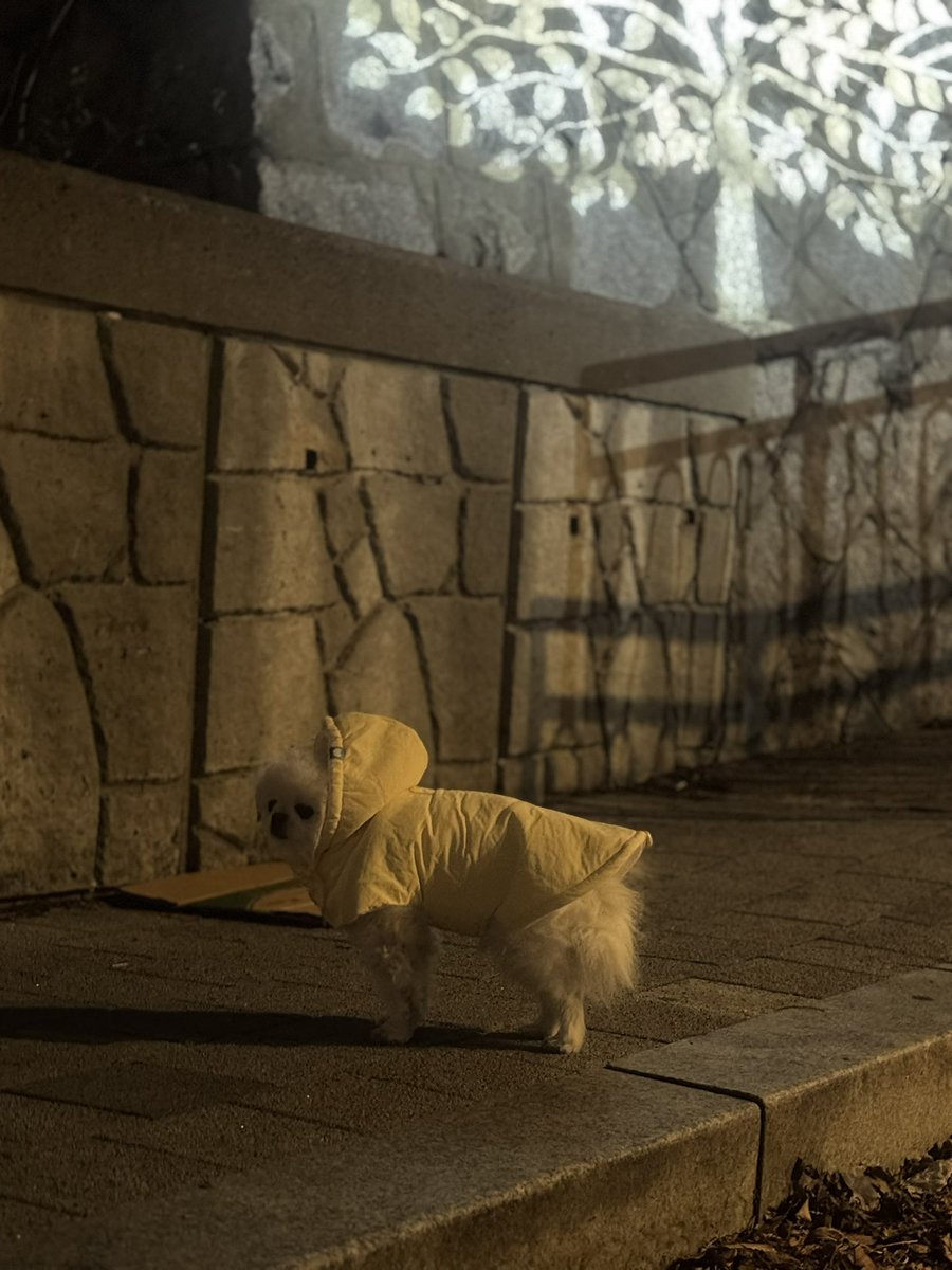 우당탕탕 월간 강정우 봐주셔서 감사해요
팡이는 아직은 옷 입고 걷지를 않네요!!  
다른 날 다시 시도 해봐야겠어요 ㅎ