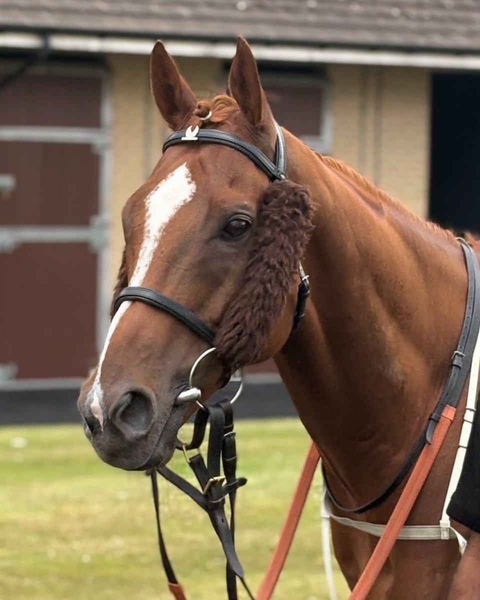 Dutch Decoy at the races. Photo competition finalist, entry 2 of 5: Photo taken by Ally Stanley.