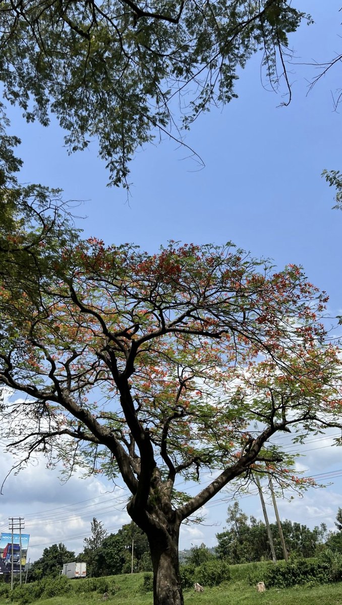 drfix_it27's tweet image. 🎄