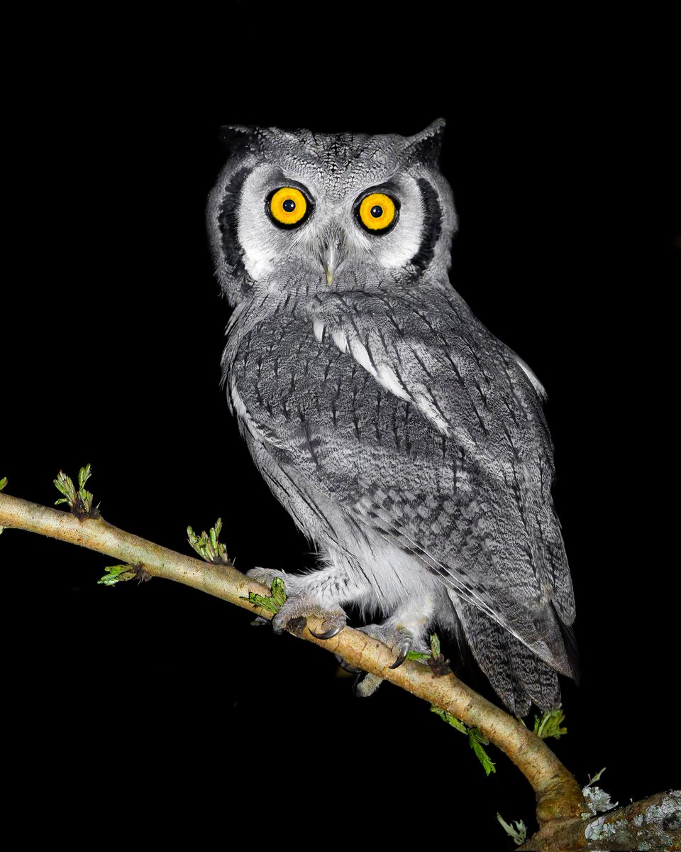 Kenyabirder's tweet image. Southern White-faced Owl in Murang'a