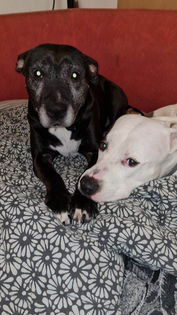 vigipets's tweet image. 🟠 🐶 Chien perdu le 26/12/2025 à Saint-Nazaire (66570).
Race : American Staffordshire Terrier / Âge : 10 an(s)
Gosth / Mâle / Identifié(e) : Oui

☎️ 0646604808
📧  mdesaegher08@gmail.com

#VigiPets #chienperdu #chientrouve #chien #perdu #trouve