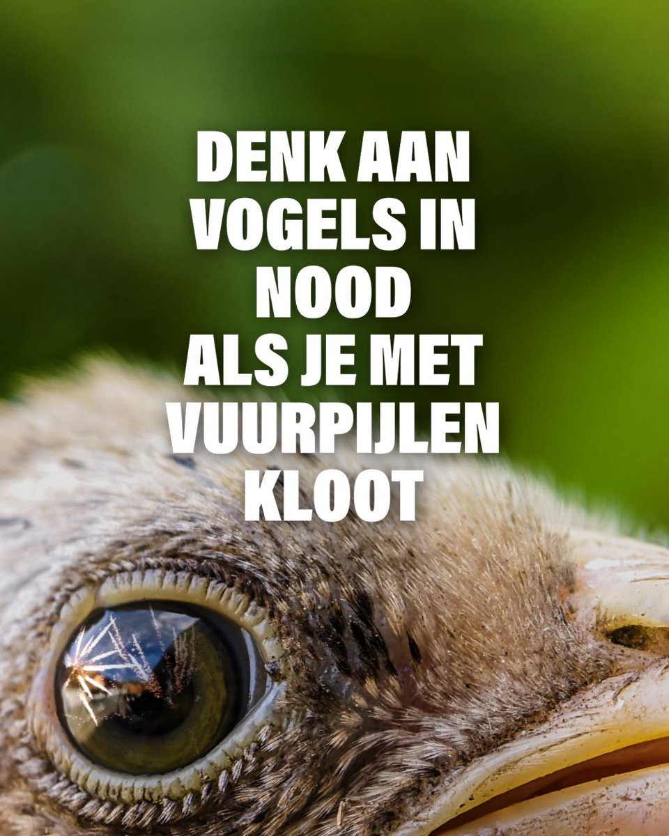 Vuurwerk maakt dieren gestrest, verward en doodsbang.

Er zijn zoveel mooie manieren om het nieuwe jaar feestelijk én diervriendelijk in te luiden. Maak een verschil en laat de knallen achterwege. Voor mens en dier.