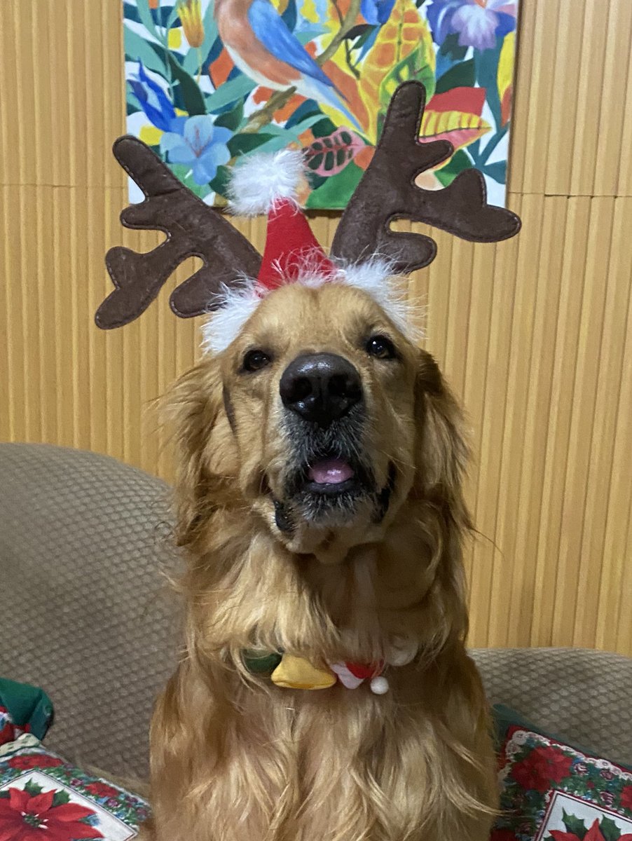 meguminVT's tweet image. belated christmas teddy :3